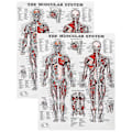 Pikkukuva 1 / 5: Aivojen anatomian juliste, 2 kpl laminoitu ihmisaivojen kaavio, lihas