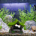 Miniatyrbillede 5 af 6: Akvarie Dekoration Hus Resin Hul Hulested Hus, Betta Fisk