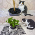 Miniatyrbillede 5 af 5: Pakke med 1 anti-kat beskyttelsesrulle med humane plastikspidser til beskyttelse af planter og blomster 200 x 28 cm