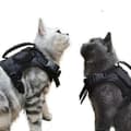 Tactical Cat Harness for Walking, Escape Proof, Soft Adjustable Pet Vest Harness BLACK