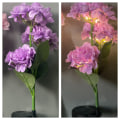 Miniatyrbillede 3 af 5: 2 stk. Hortensia Solcelled Have Lamper LED Blomst Udendørs Jord