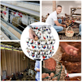Miniatyrbilde 2 av 6: Egg Collection-forkle - Egg Collection-forkle med 12 egglommer