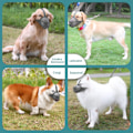 Miniatyrbild 7 av 8: Hundmunstycke Andningsbar Justerbar Förhindra Biting Chewing Pet Mesh Muzzle för Utomhusträning Grå XS