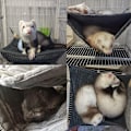 Pikkukuva 6 / 6: Pieni eläinriippumatto Frettiriippumatto Riippumatto ja tunneli Hamsteri Orava Sokerikehrääjä Marsu Fretti Tarvikkeet Ripustettava piilopaikka Tunneliputki Lelut