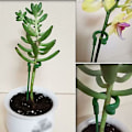 Miniatyrbillede 5 af 5: 30 stk. Haveplanter, Enkelt Stænger, Blomst Stænger,