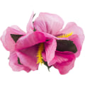 Pikkukuva 4 / 8: Hula-tyttö Hibiscus Värilajitelma Kukka Saari Teema Hiukset