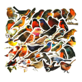 Pikkukuva 1 / 5: Tarrapakkaus - pienet linnut Multicolor