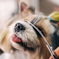 Miniatyrbild 5 av 9: Professionell hundtrimsax för pälsvård multifärg