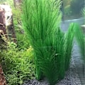 Miniatyrbilde 3 av 5: 3 stk akvariedekorasjoner, akvariekorall, gullfisk, planter, kunstige planter, kunstige vannplanter