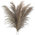Pikkukuva 1 / 4: 20 kpl Pampas-ruohoa, Luonnollinen Kuivattu Boho Teko, Kimppu Hää