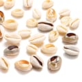 Miniatyrbilde 5 av 5: Naturlige Cowrie Spiral Skallperler med 2 Hull for DIY Halskjede Armbånd Aeolian Bells Smykkeproduksjon Akvariumdekorasjon Omtrent 50 STK 16-18mm Grå