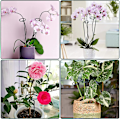 Miniatyrbild 3 av 5: Set med 10 metallplantstöd, blompinnar för robusta trädgårdsväxter för amaryllis, liljor, pioner, papperssnödrose, orkidéer
