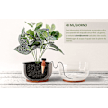 Miniatyrbild 2 av 4: Droppbevattningssystem (10 stycken) - Sond för självvattnande inomhusväxter, blommor och bonsai - Enhet för hem, automatisk och vetenskaplig bevattning