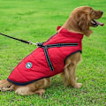 Miniatyrbilde 2 av 5: Vanntett varm hundekåpe for vinter med sele, vanntett hundjakke for små, mellomstore og store hunder, for Labrador, Chihuahua, Fransk Bulldog (XL)