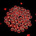 Miniatyrbilde 2 av 5: 200 LED Solcellelys Garland Dekorasjon Utendørs Belysning Høytidsdekorasjon