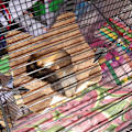 Miniatyrbild 4 av 5: Hammock för ekorrar, hamstrar, råttor - för små djur som illrar, marsvin, degus, gerbiler, möss, hamstrar - liten gul leksak för illrar