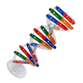 Pikkukuva 3 / 3: Lasten lelut DNA-mallisarja Oppilaille itsekoottava mallisarja Tiede lelusetti DNA-kierteemalli Sekalaiset värit Assorted Color 33x11.6cm