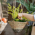 Miniatyrbilde 4 av 4: Rattan Blomsterpotte Håndholdt Hengende Blomsterpotte Blomsterkurv, Liten