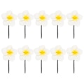 Pikkukuva 1 / 3: 10 kpl Auringonkukan Hiuspinnit Hiusasusteet Havaijilaiset Juhlatarvikkeet Frangipani Hiuspinnit Ranta Kukka Hiusasuste Valkoinen 5.5X3X1CM White 5.5X3X1CM