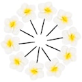 Pikkukuva 2 / 3: 10 kpl Auringonkukan Hiuspinnit Hiusasusteet Havaijilaiset Juhlatarvikkeet Frangipani Hiuspinnit Ranta Kukka Hiusasuste Valkoinen 5.5X3X1CM White 5.5X3X1CM
