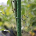 Miniatyrbilde 4 av 5: 100m Hagebånd for planter, Plastplanteorganisator Kler Graft Tie Wire for hagearbeid, Multifunksjonelle metallkabelbindere (svart)