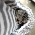 Miniatyrbilde 2 av 5: Forkle for katt, liten hund, korallfleece sovepose forkle, forkle for å bære katt med lomme
