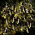 Miniatyrbild 4 av 5: Sol-drivna Dropplampor, Vattendropps-Fairy Lights 20ft 30leds Sol-drivna Vattendropps Vattentäta För Utomhus, Trädgård, Juldekorationer Varmvit Warm White