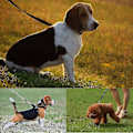 Miniatyrbilde 5 av 5: 100 meter hundetreningsbånd - Ekstra langt hundebånd - 30 meter langt hundebånd - for hundetrening_RY
