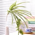 Miniatyrbillede 2 af 5: RYI_2-pak Kunstige Blomster Edderkoppeplanter Falske Silkeblomster Faux-4-