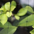 Miniatyrbillede 4 af 5: Fuglenet, Sort Hjortehegn Net, Genanvendeligt Beskyttende Have Net til Grøntsager Planter Frugttræer med