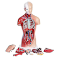 Miniatyrbild 3 av 4: Unisex Anatomisk Modell av Människokroppen - Inre Organ, Skelett