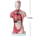 Miniatyrbild 2 av 4: Unisex Anatomisk Modell av Människokroppen - Inre Organ, Skelett