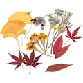 Miniatyrbilde 1 av 4: 18 stk. Naturlige Tørkede Pressede Blomster Flerfargede Lønneblader for DIY