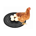 Miniatyrbild 3 av 5: Cken Ne Pads. Cken Lägger Ägg Matta. Äggmatta För Cken. Dynan Är Lämplig För, Cken