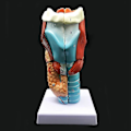 Miniatyrbild 2 av 5: 2x Förstorad Modell av Människans Strupe, Anatomiskt Korrekt Strupe Modell Människans Strupe Anatomi