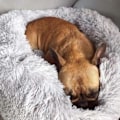 Miniatyrbillede 4 af 5: Skridsikker og vandtæt plys hund- og katteseng. Maskinvaskbar 60 cm grå