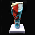Miniatyrbild 4 av 5: 2x Förstorad Modell av Människans Strupe, Anatomiskt Korrekt Strupe Modell Människans Strupe Anatomi