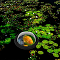 Miniatyrbild 3 av 5: Flytande Dammfiskkupol Display Transparent Skydd Flytande Fiskkupol Akryl Fiskkupol Flytande Skydd