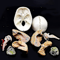 Miniatyrbild 5 av 5: Människoskalle med hjärna anatomisk modell 8 delar livsstorlek anatomi för vetenskap klassrum studie display