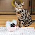 Miniatyrbillede 4 af 5: Interaktive Kattelegetøj Automatisk Infrarød Kæledyr Hund Led Kattelegetøj Elektronisk Smart Drille Sjovt Legetøj Til