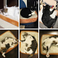 Miniatyrbillede 8 af 8: Toast Brød Slice Style Pet Blød Varm Madras light brown medium