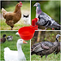 Pikkukuva 4 / 8: 2/4/6 kpl automaattisia kanavesikuppeja siipikarjaa red 2pcs