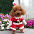 Miniatyrbillede 8 af 8: Hund Kat Julebomuldskostumer Sjovt julemandskostume red small