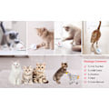 Miniatyrbillede 10 af 10: Automatisk Smart Cat Toy Ball Catnip USB-opladning Farverig LED blue 2.4inch(diameter)