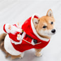 Miniatyrbillede 7 af 8: Hundejulekostume Julemandstøj Ridetøj red double extra large