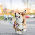 Miniatyrbillede 5 af 5: Farverig hundesnor til kæledyr Holdbare snore Blødt bomuld til fods til fods til kæledyrstræning rainbow 120cm