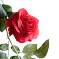 Miniatyrbild 1 av 5: 1,8 m simuleringsrosrotting, australiensisk sidenblomros Red