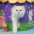 Miniatyrbild 5 av 6: Tecknad Cat Scratcher Circus Cat Nest Grind Claws Cylinder