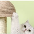 Miniatyrbild 2 av 4: Wood Base Pet Toy Scratch Board Ball Rolig katt