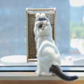 Miniatyrbild 6 av 6: Pet Cat Paper Scraperboard Skrapstolpe för Cat Solid